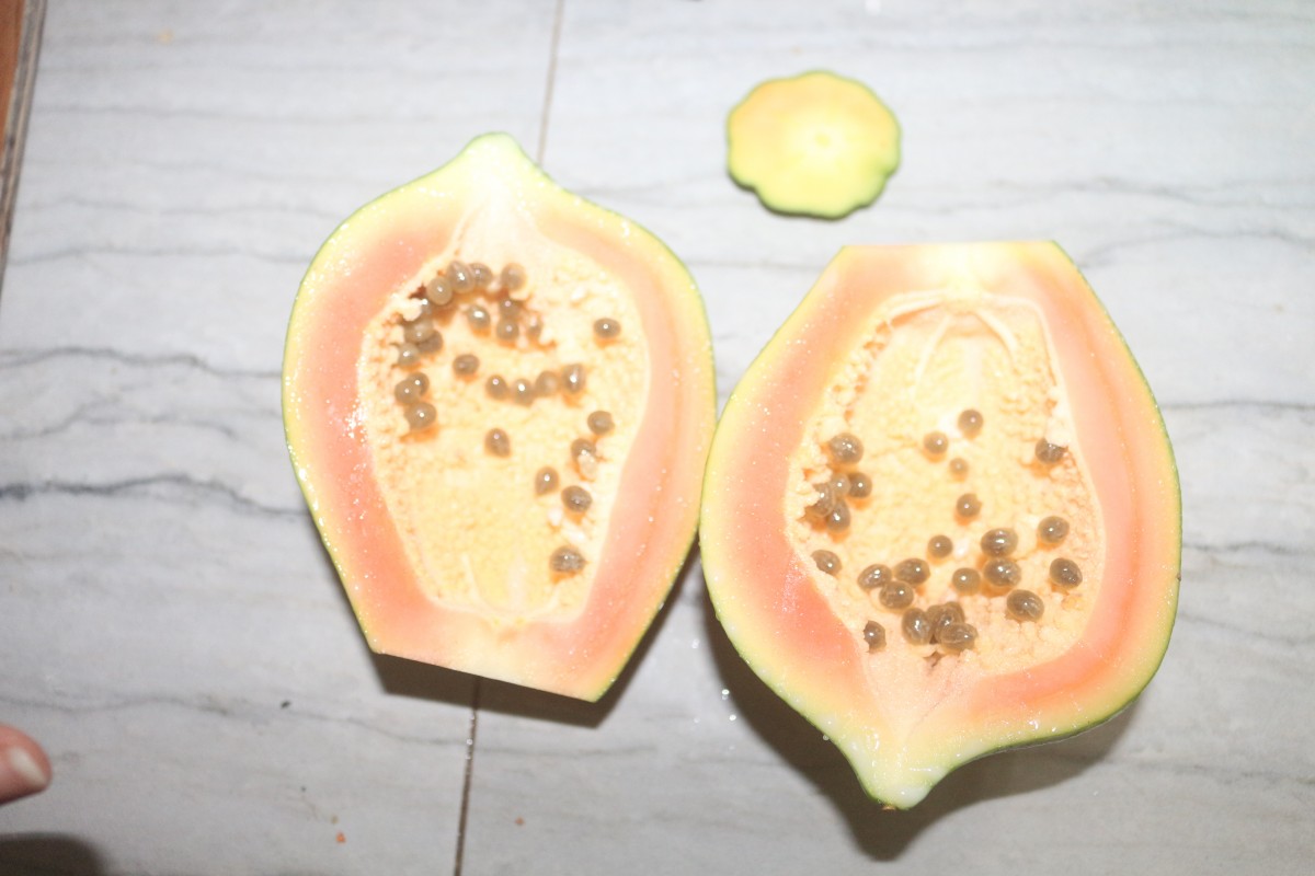 Carica papaya L.